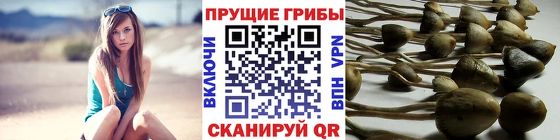 Галлюциногенные грибы мухоморы  дарнет шоп  Дрезна 